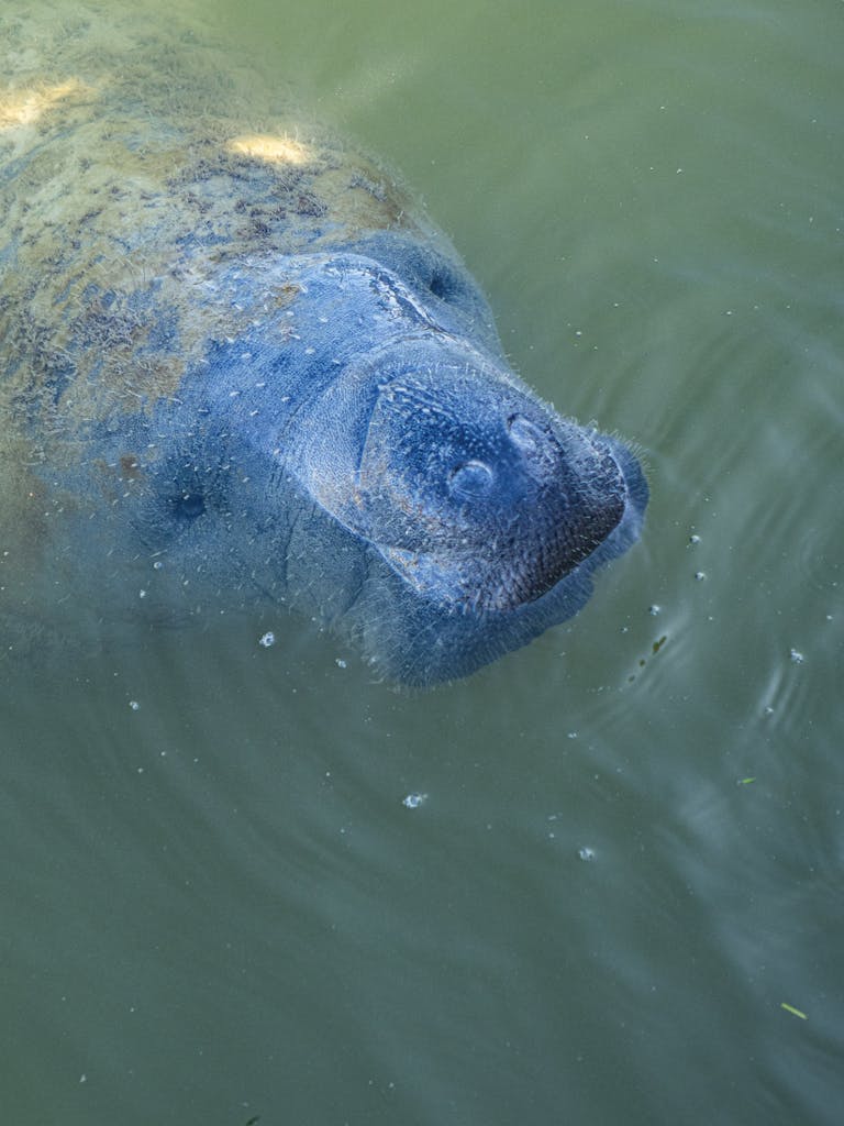 Close-up of a manatee swimming underwater, showcasing its gentle nature and aquatic habitat.